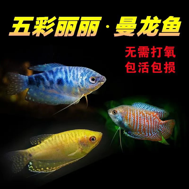 热带观赏鱼曼龙鱼五彩丽丽鱼珍珠马甲耐活好养淡水鱼苗