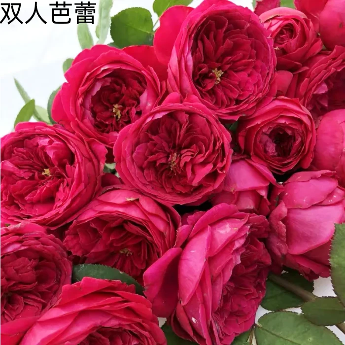 双人芭蕾月季花多季节重复开花地载盆栽阳台庭园