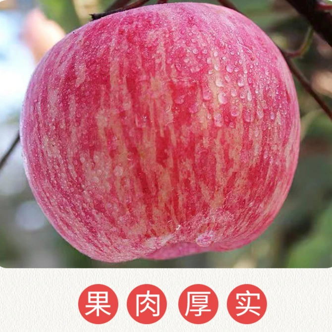 24年陕西红富士苹果 新鲜现摘现发应当季水果园净重4-8.5斤