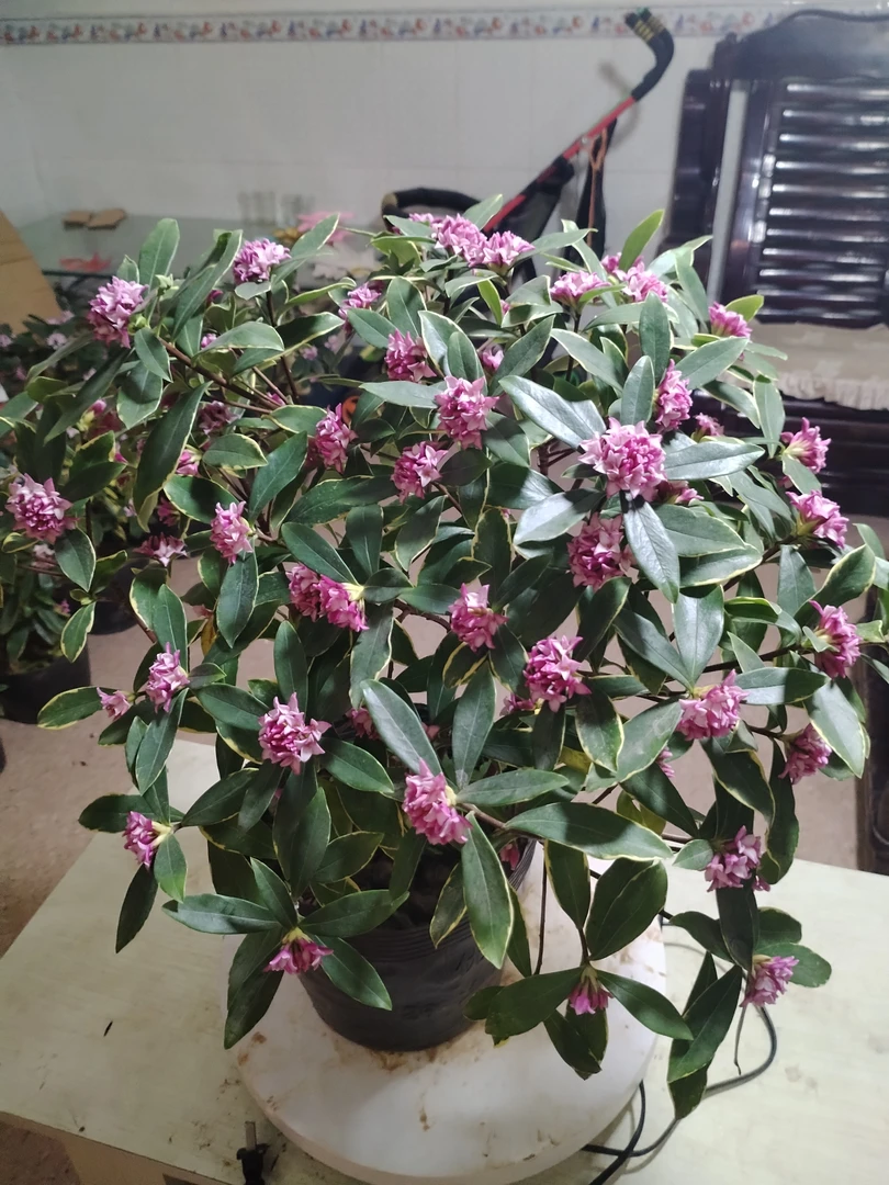 金边花叶瑞香鲜花绿植盆栽花卉室外室内防冻浓郁花圃耐活矮霸型
