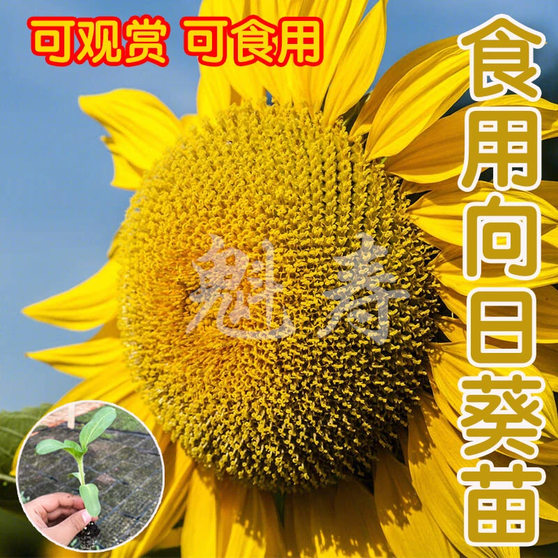 四季盆栽矮向日葵种子种籽苗观赏高杆苗秧孑活苗葵花花苗带根幼苗