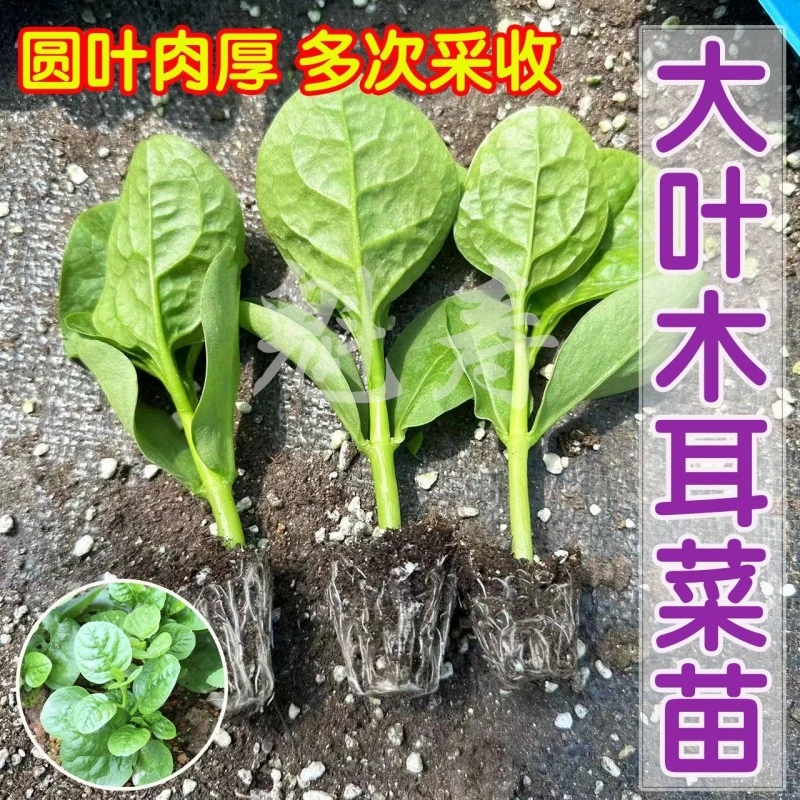 大叶木耳菜苗种子菜苗蔬菜种籽四季菜籽秋春季种籽大全木耳菜种孑
