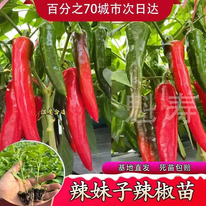 辣妹子辣椒秧苗青红两用薄皮辣椒寿光基地育苗红辣椒种子四季种植