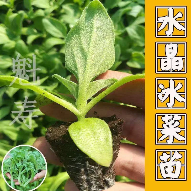 水晶冰菜苗幼苗正宗冰草菜种耐寒室内庭院凉拌菜当季种子种籽盆栽