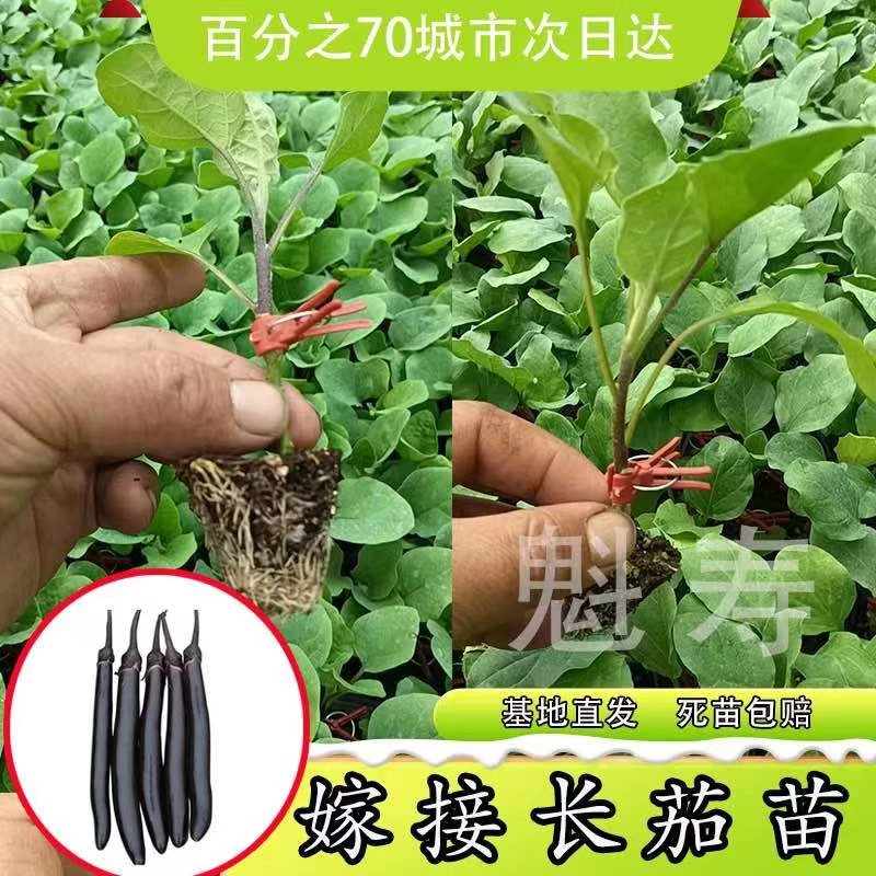 寿光茄子苗种苗嫁接茄子秧苗长茄苗杭茄苗圆茄苗绿茄苗四季蔬菜苗