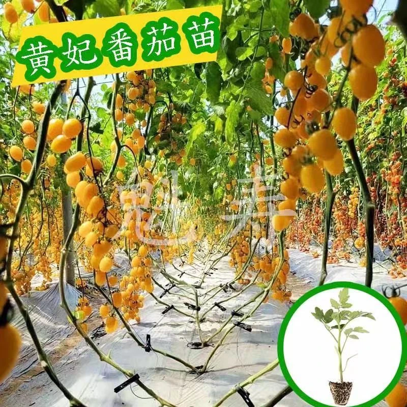 黄妃小番茄苗种子 日本进口黄色圣女果 四季水果籽种西红柿种籽春