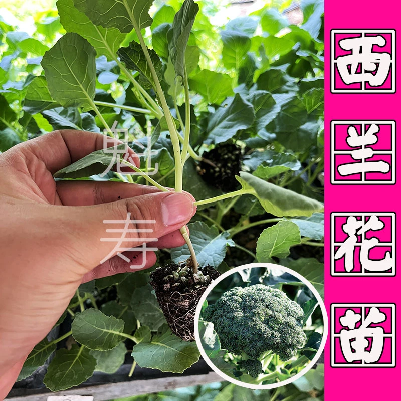高产西兰花甘蓝花菜苗子秧苗西蓝花包心菜青花苗子批发四季蔬菜苗