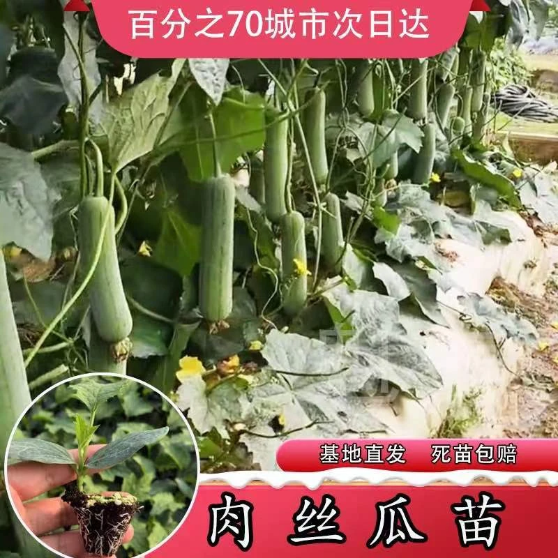 短棒大肉丝瓜种苗春夏秋季耐热高产四季菜瓜种籽庭院爬藤蔬菜种孑