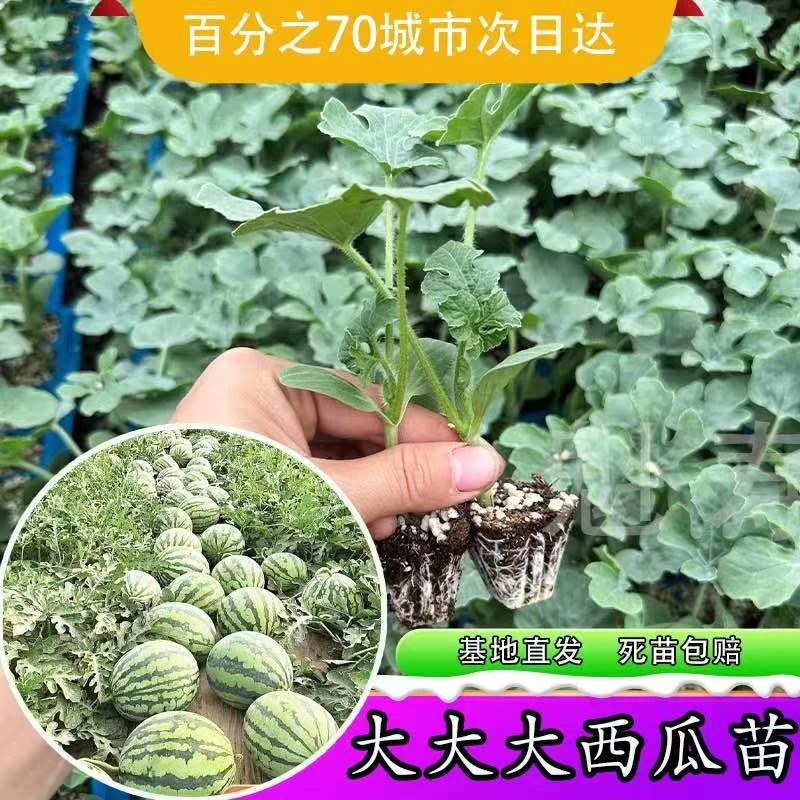 大果麒麟8424西瓜苗子早熟高产南方新品种特大超甜西瓜子种子
