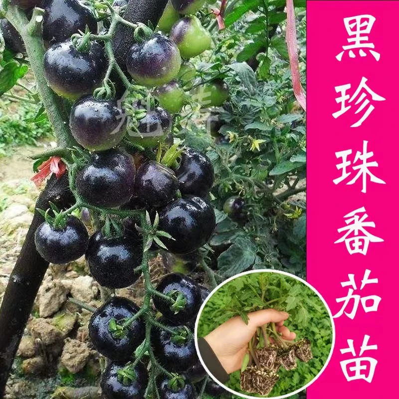 寿光黑珍珠番茄秧苗圣女果白珍珠小西红柿种籽四季盆栽阳台蔬菜苗