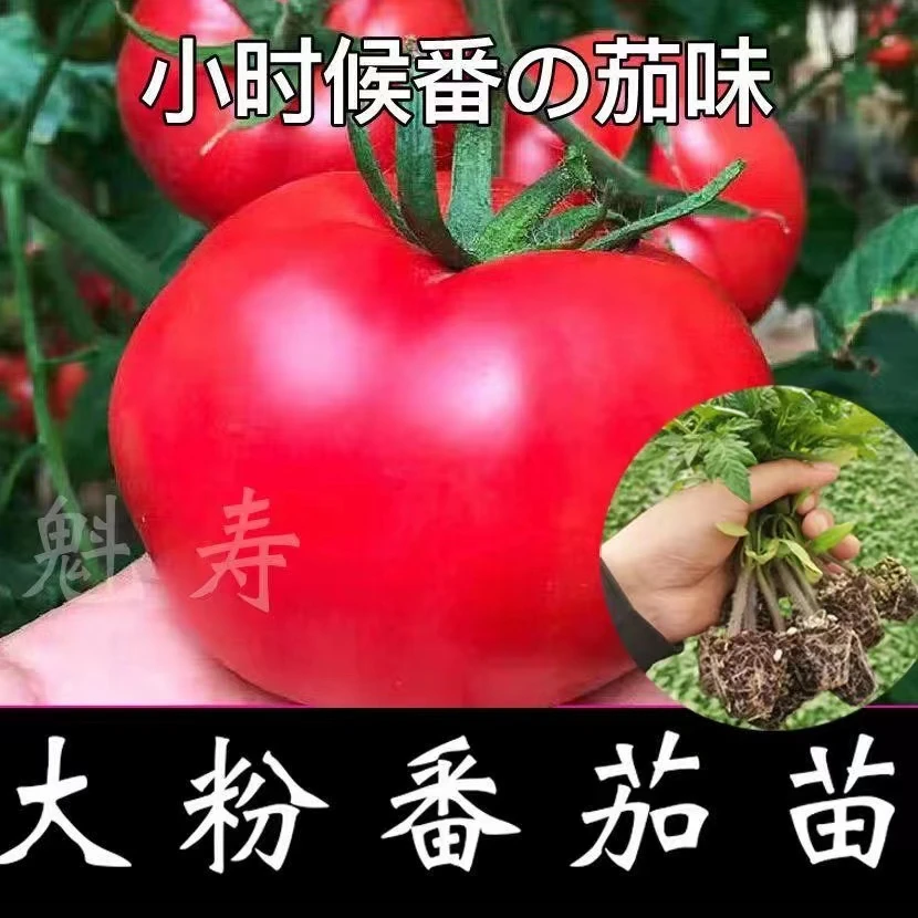 大粉番茄种子秧苗大西红柿粉果皮薄沙瓤草莓柿子嫁接蔬菜幼苗寿光
