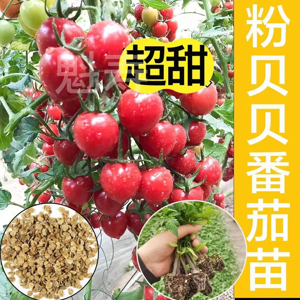 山东寿光高产超甜粉贝贝番茄苗秧皮薄超甜圣女果种子春秋四季盆栽