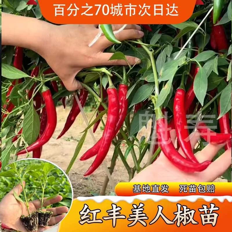 香辣美人椒苗秧红绿特辣辣椒苗四季盆栽蔬菜红线椒海椒种子辣椒树