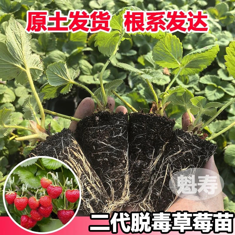 原盆原土脱毒精品苗草莓苗盆栽地栽奶油草莓四季结果阳台庭院耐寒