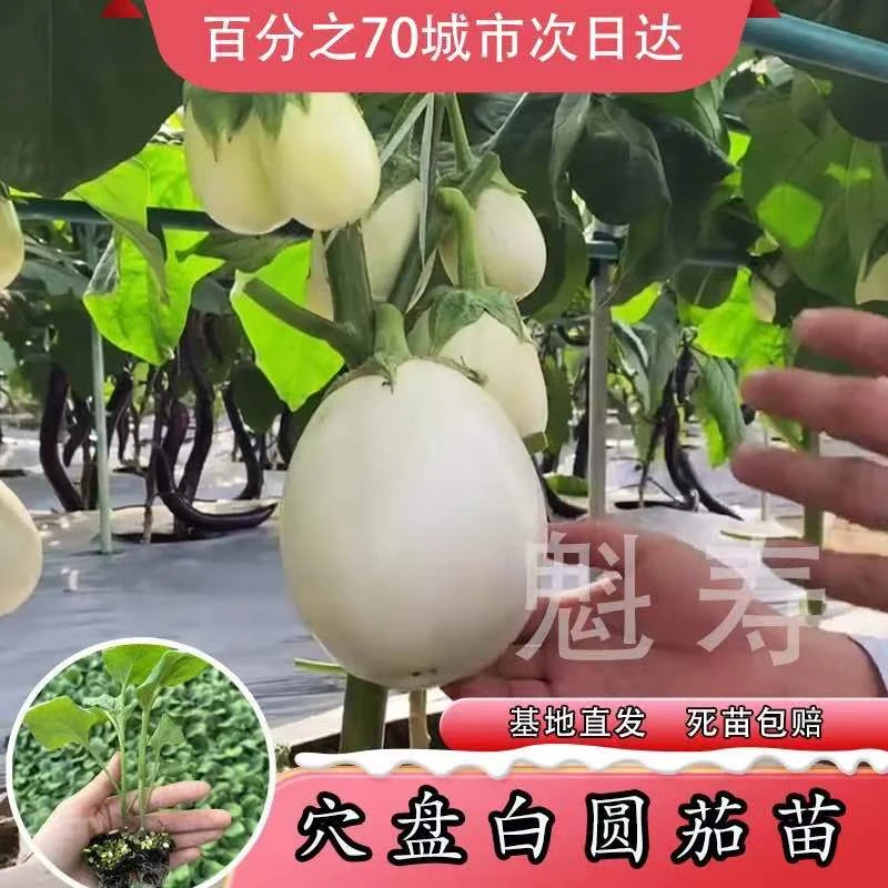 鸡蛋茄苗秧带土球皮薄香糯盆栽地栽白果茄子种子四季阳台庭院寿光