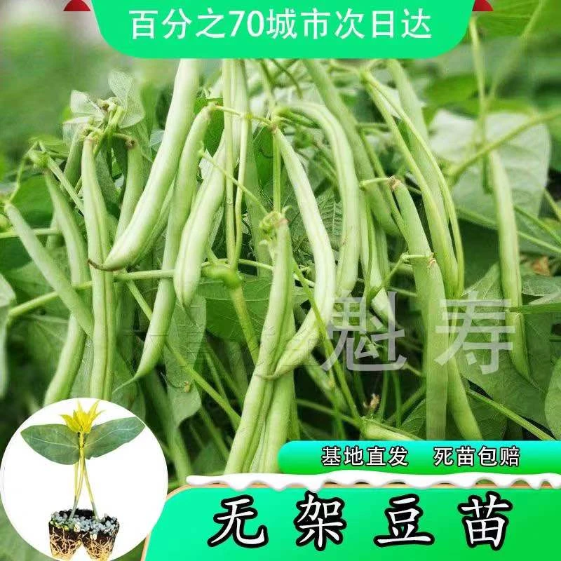 无架四季豆种苗早熟高产豆角种籽蔬菜孑盆栽菜豆地豆不搭架扁豆种