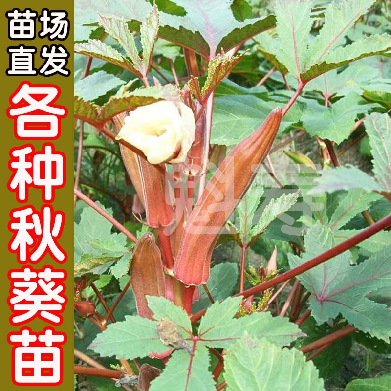黄秋葵种子种苗高产水果秋葵哦四季盆栽红蔬菜子菜种带土秧菜籽