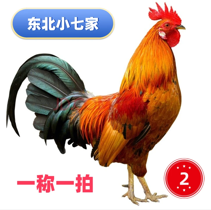 （二号）小七家笨公鸡肉 自由拼 现场称 《生鲜下单不退换》坏了包赔
