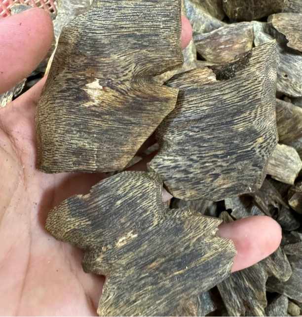 【入门福利】奇楠沉香块料上炉熏香中式高油脂天然老料把玩随形挂件