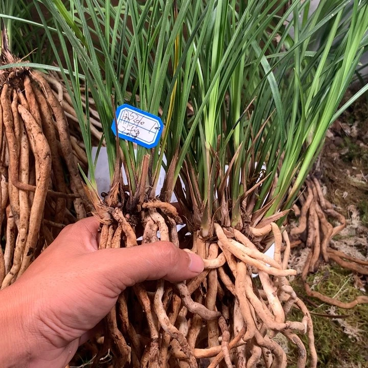 大凉山西昌市莲瓣兰