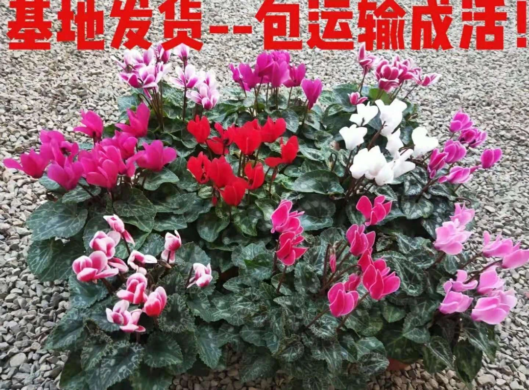 大花仙客来盆栽带花苞室内花卉重瓣迎客来四季好养大花苗观花植物