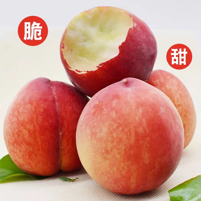 新鲜水果现摘毛桃水蜜桃当季水果脆甜肉厚多汁顺丰包邮