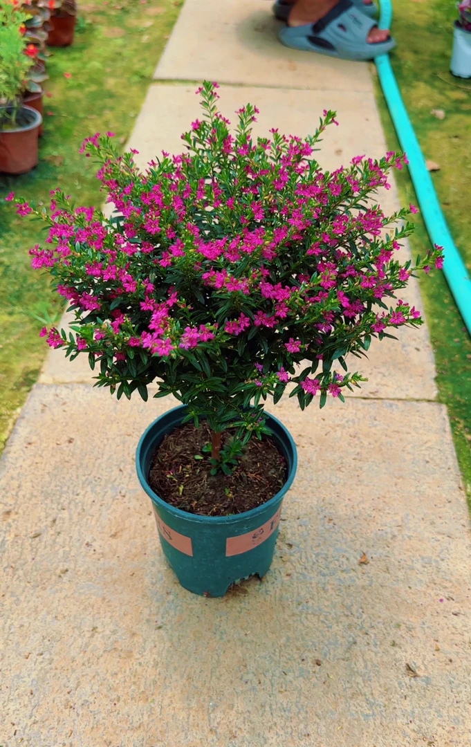 满天星盆栽独杆带花苞阳台庭院好养工程绿化室内四季开花桌面植物