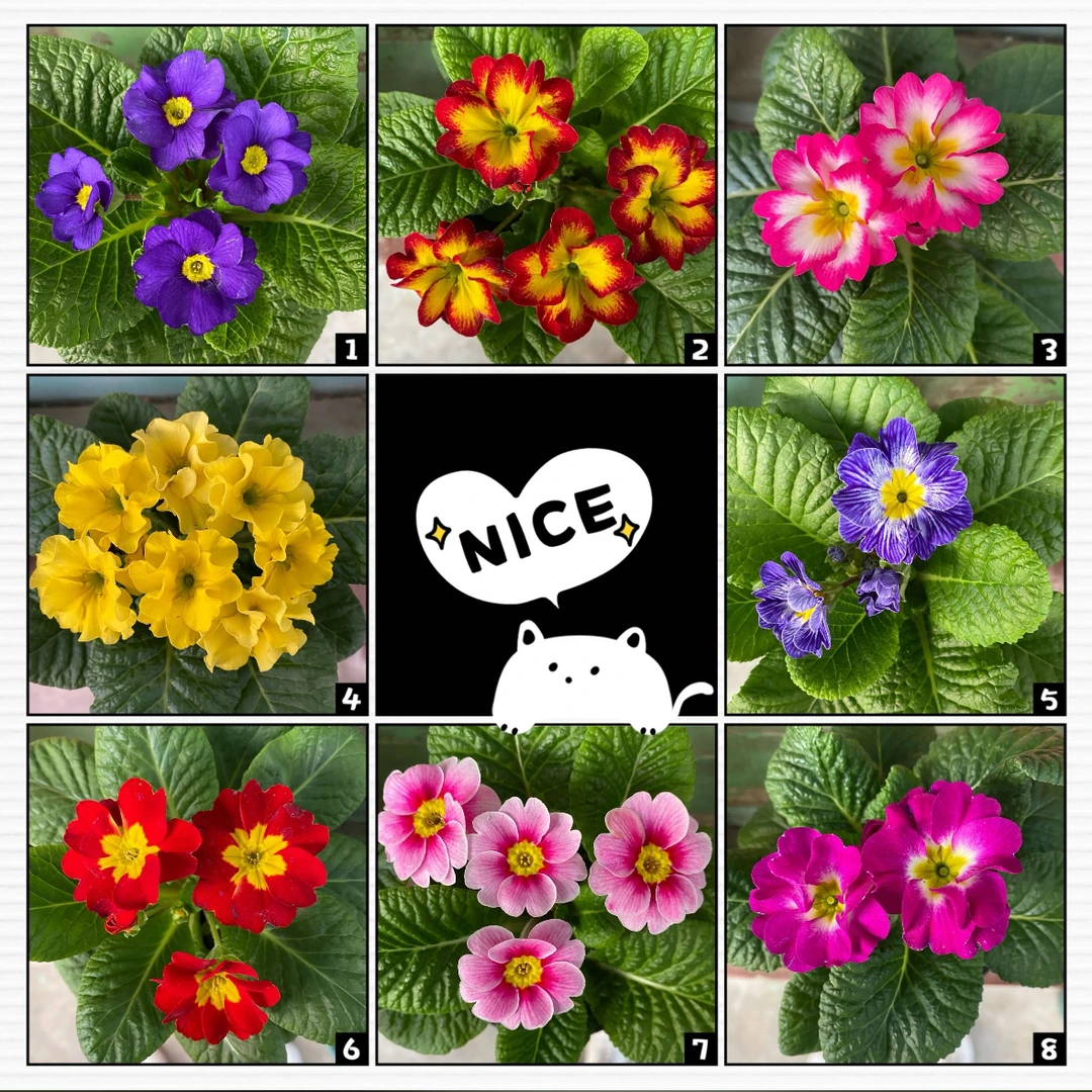 报春花 盆栽花卉 带花苞