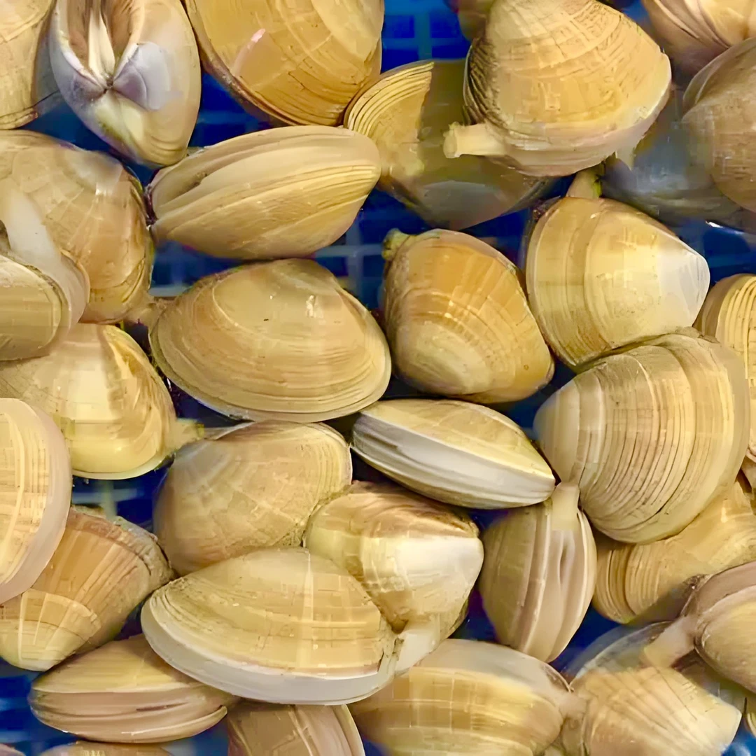 丹东东港本地黄蚬子 保鲜保肥 个别有沙顺丰发货l