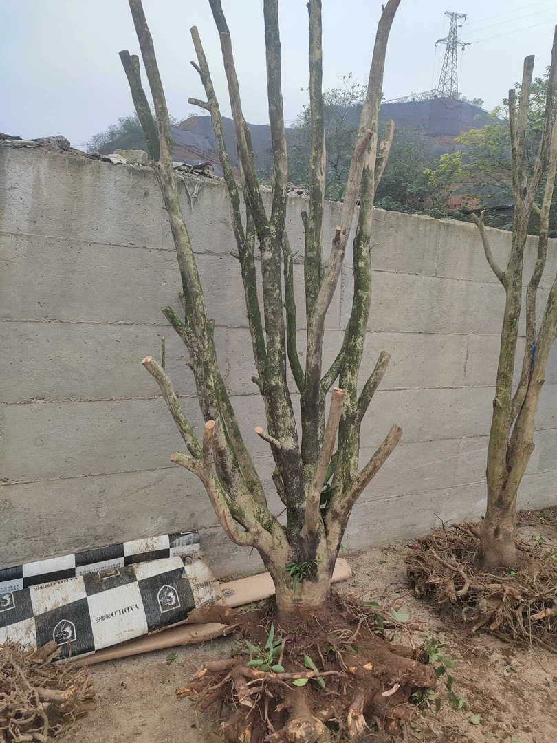 精品茶花大桩，大福利来了