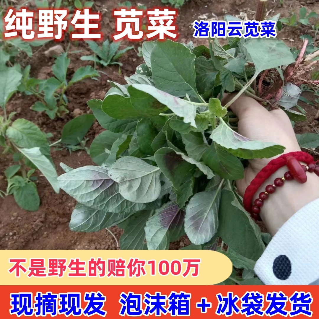 洛阳现摘云苋菜 新鲜苋菜野菜野刺苋米苋人旱菜玉米菜头茬发货
