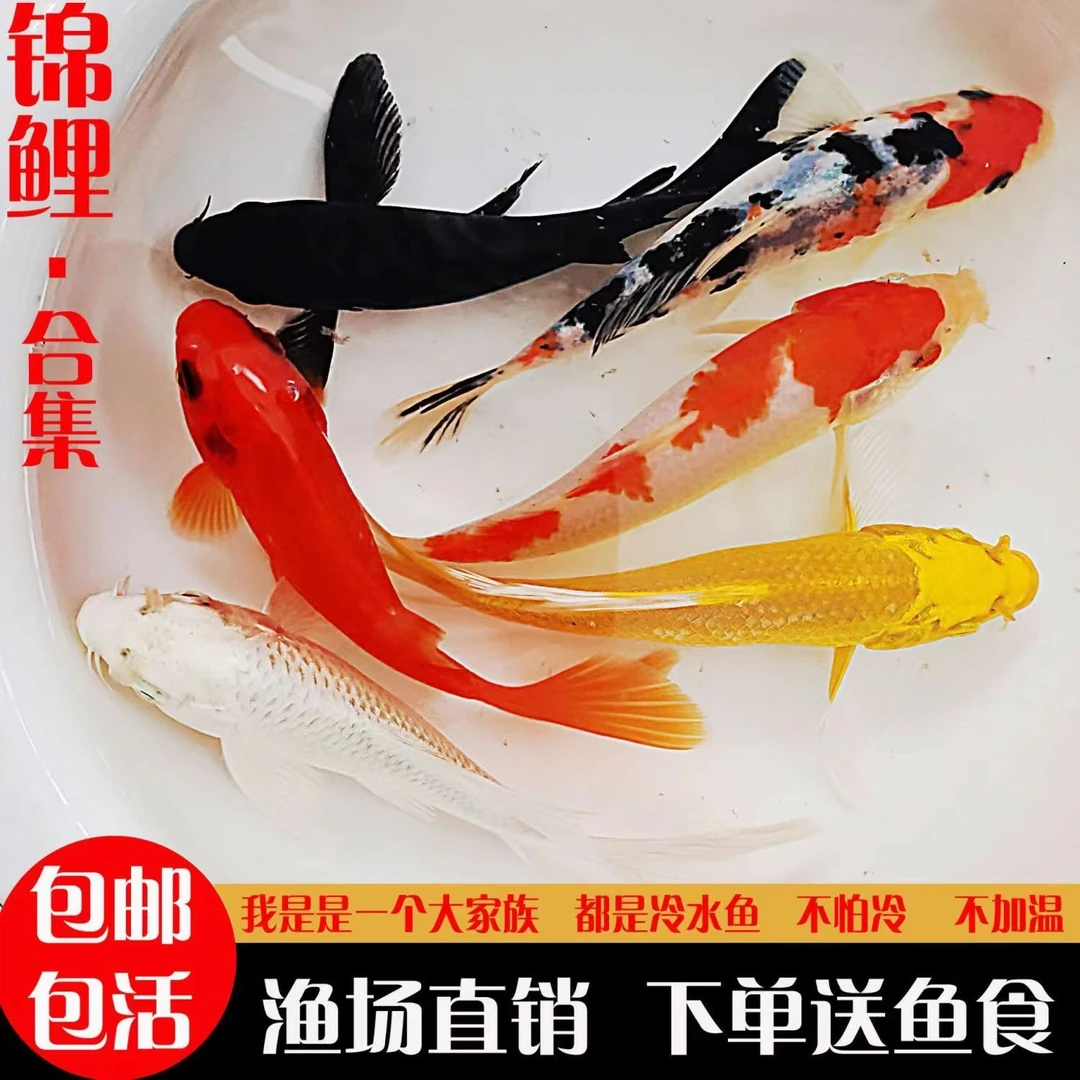 锦鲤活鱼冷水鱼淡水鱼观赏鱼金鱼锦鲤活体鱼批发懒人易养耐活鱼