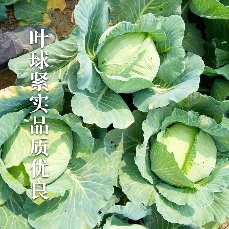 【全场满5元包邮】特大包心菜种子京丰一号甘蓝种子中熟蔬菜种子