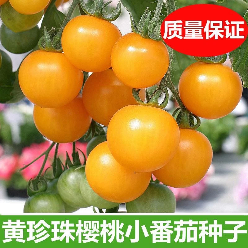 【全场满5元包邮】矮生盆栽黄番茄种子小西红柿圣女果农家阳台种植