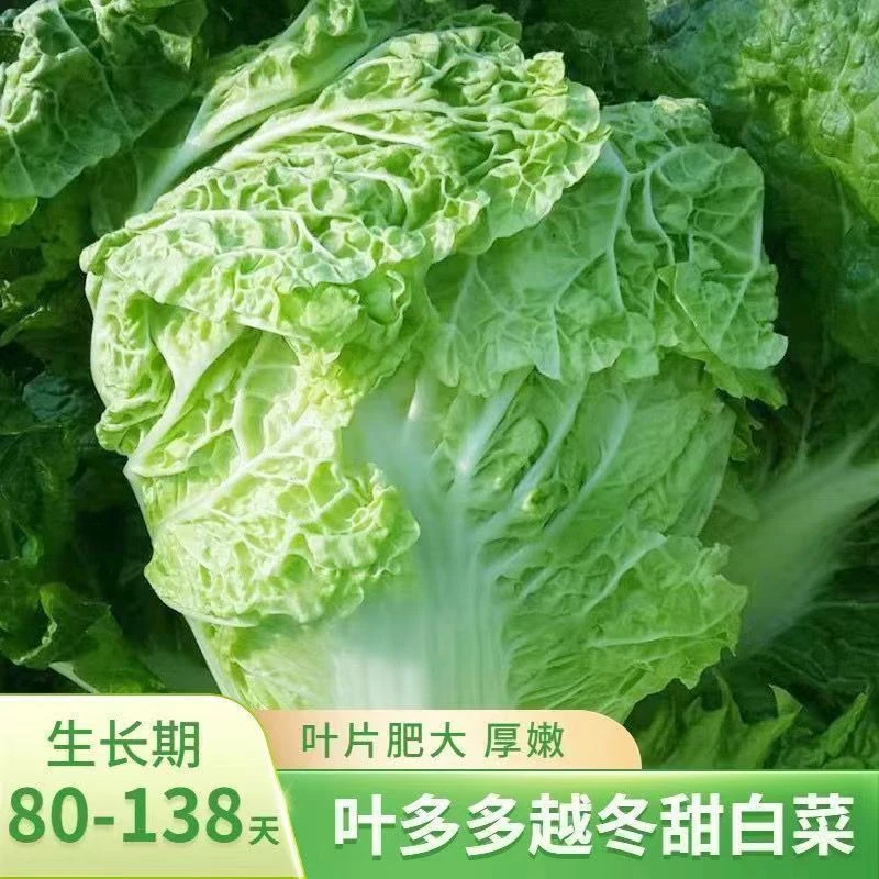【全场满5元包邮】小包头白菜种子火锅菜黄心包菜种子