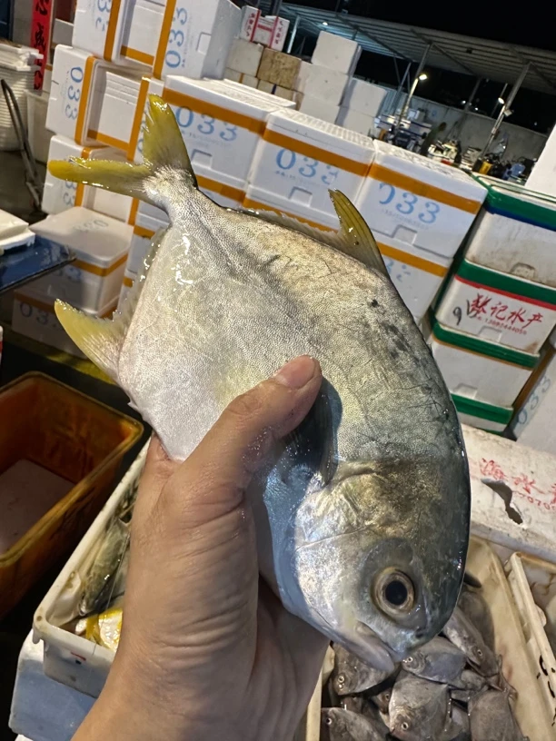 广东湛江 金鲳鱼 4斤 一斤1-2条