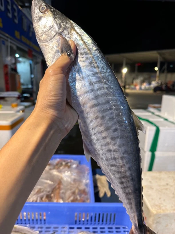 广东湛江 马鲛鱼 帮杀有15%-20%损耗