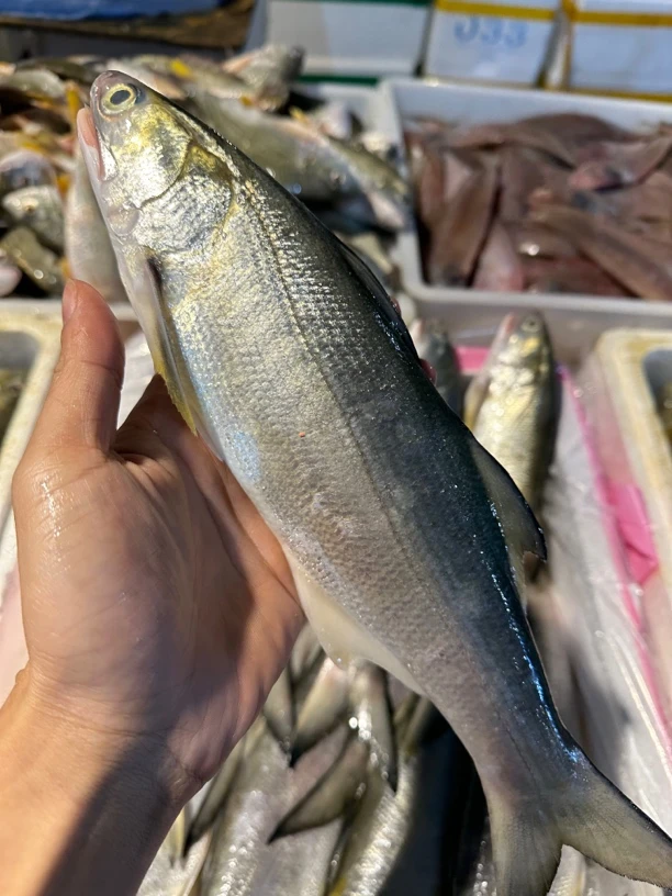 广东湛江 马友鱼 午鱼 包杀10-20%损耗