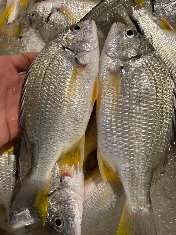 广东湛江 黄脚立鱼 一斤3-4条