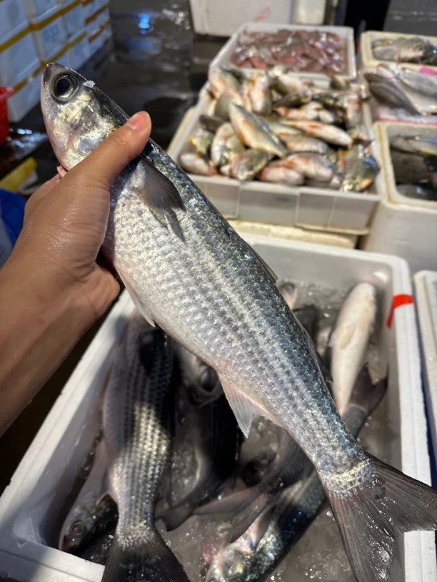 广东湛江 乌头鱼 海斋鱼5斤