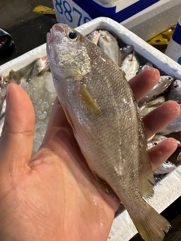 广东湛江 划仔鱼 石头鱼 5斤