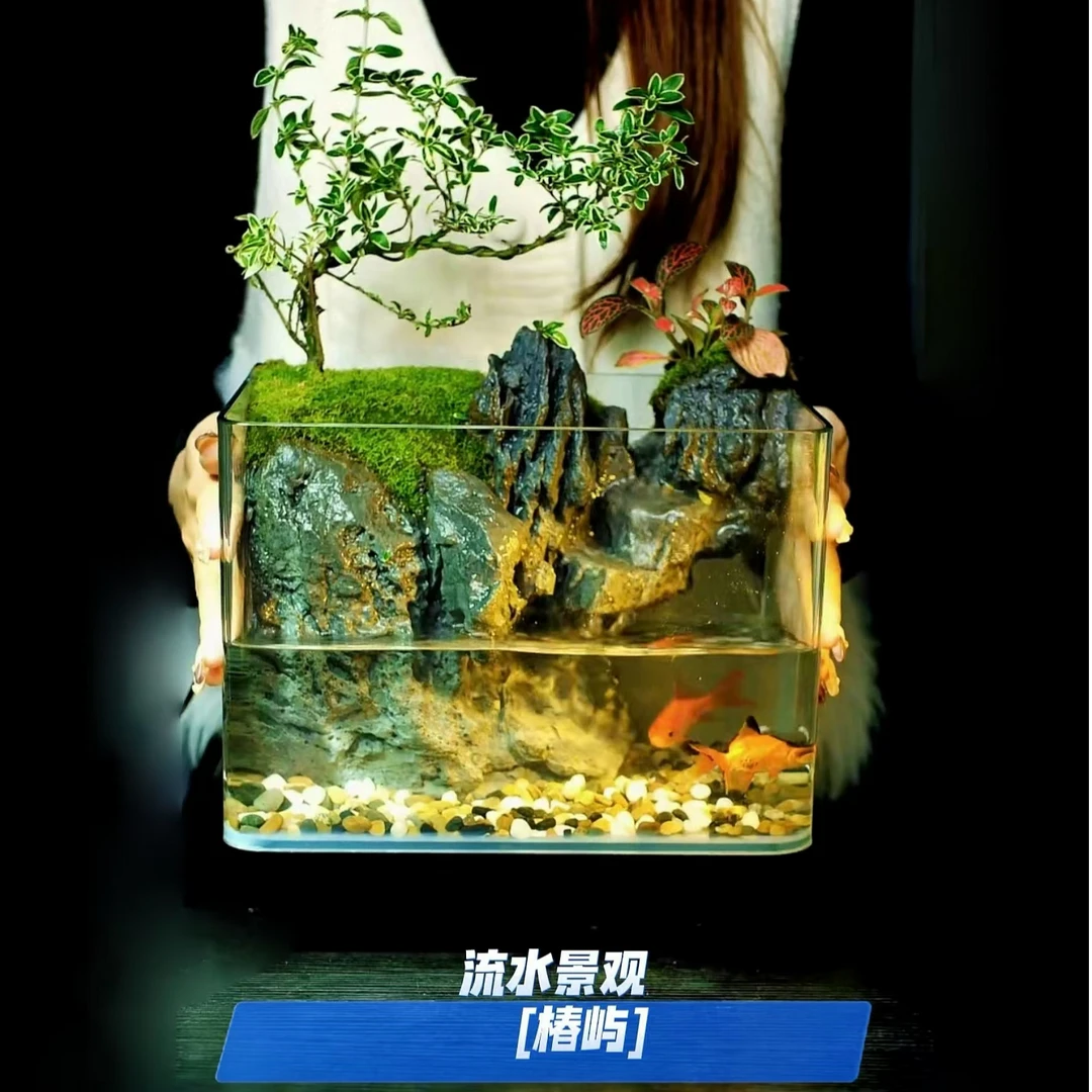 金边六月雪网纹草山水缸桌面景观可养鱼虾25*18*16