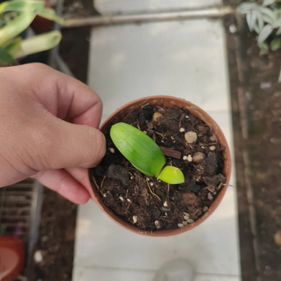 异花君子兰10-1000