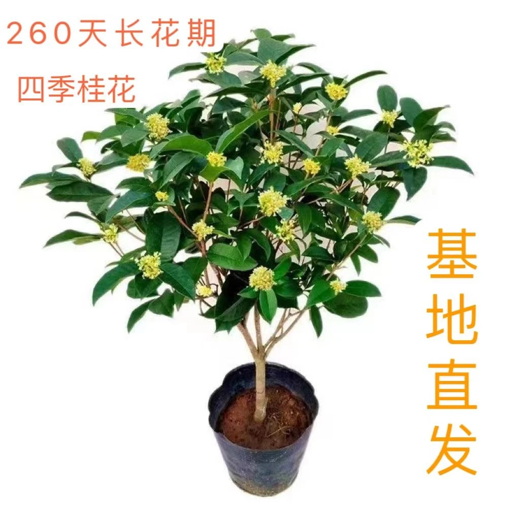 四季桂花树桂花浓香型盆栽树苗阳台庭院水养耐寒开花花卉室内绿植