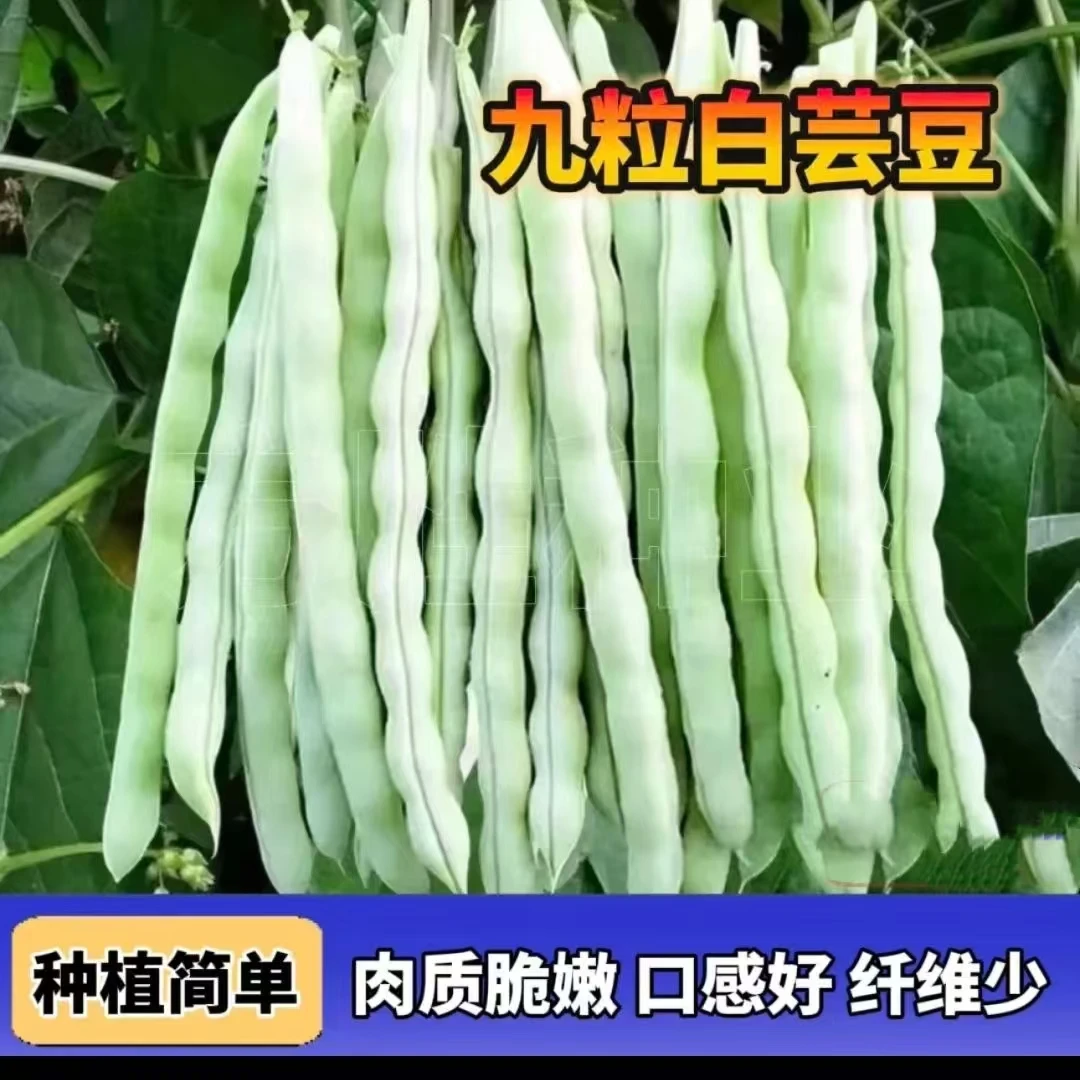 摘不败九粒白芸豆种子早熟搭架豆角菜种子老来少春秋四季豆角种子