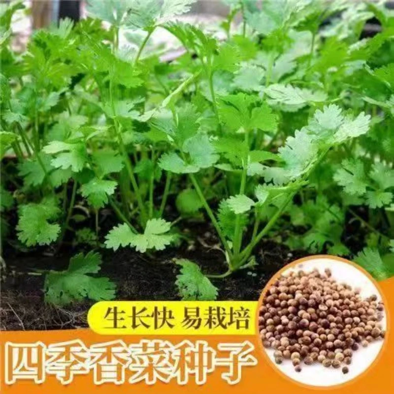 【可越冬】香菜种子四季大叶香菜籽芫荽种子耐寒抗冻秋冬季蔬菜种子