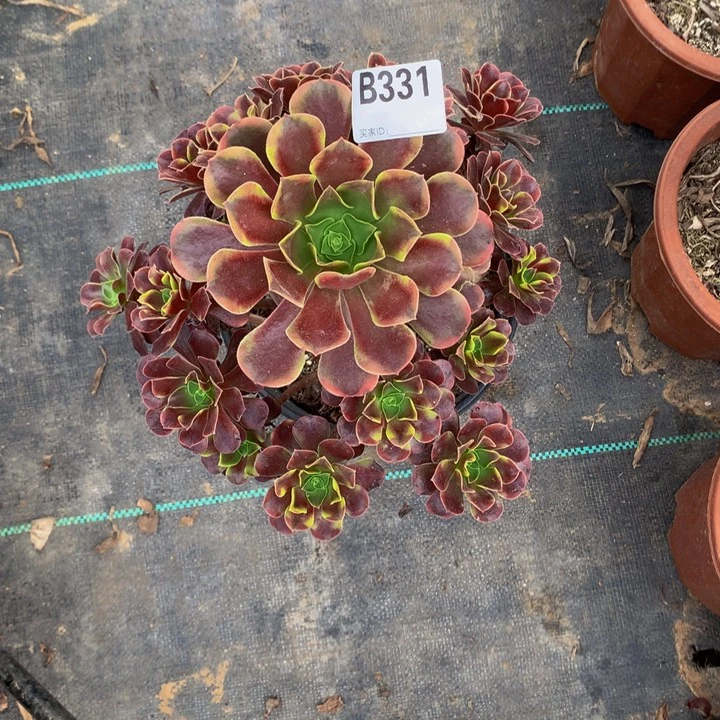 飞*欧嘉莉33100000000