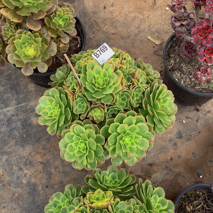 雨*多肉植物精品法师