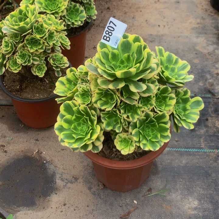 琪***安807金丝迈巴赫