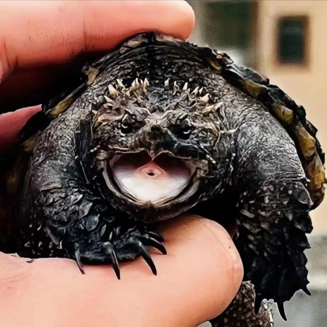 宠物观赏龟 人工饲养.乌龟宠物